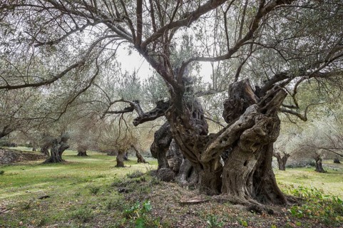 Ancient Olive Trees (Olea europaea)
