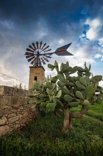 Windmill and cacti