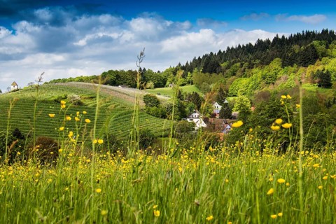 Landscape with a flower meadow and a small village