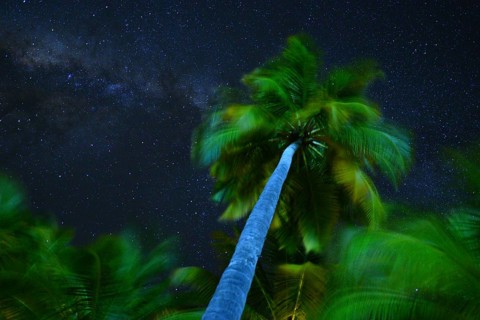 Palm tree and milky way