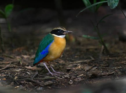 Blue-winged Pitta (Pitta moluccensis)