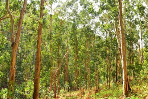 Eucalyptus forest