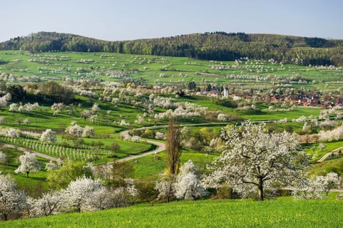 Landscape with blossoming cherry trees