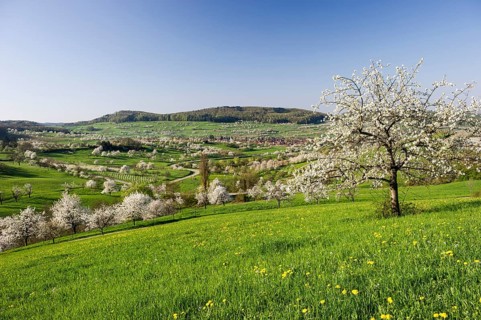 Landscape with blossoming cherry trees