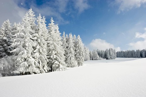 Snow-covered fir trees