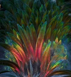 Feather detail of a Nicobar Pigeon (Caloenas nicobarica)