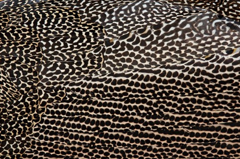 Plumage detail of a Great Argus or Asian Pheasant (Argusianus argus)