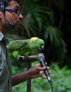 Amigo