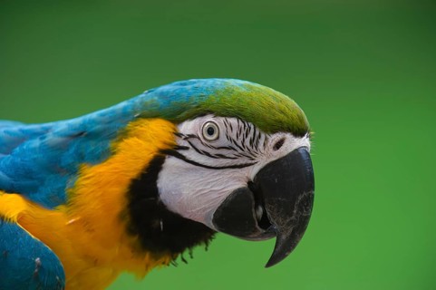 Blue-and-Yellow Macaw (Ara ararauna)
