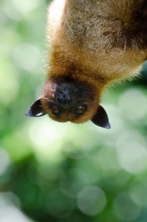 Large Flying Fox