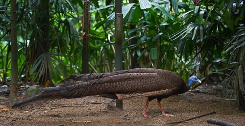 Great Argus or Asian Pheasant (Argusianus argus)