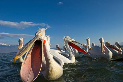 Dalmatian Pelicans (Pelicanus crispus) waiting to be fed