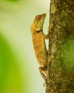 Oriental Garden Lizard
