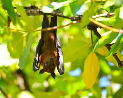 Indian flying fox or Greater Indian Fruit Bat (Pteropus giganteus) hanging from a tree