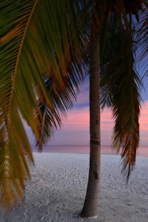 Palm tree at sunset