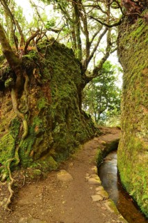 A levada