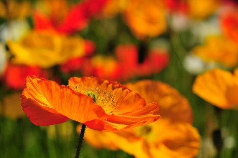 Dwarf Poppy (Papaver alpinum)