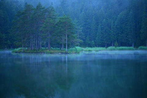 Conifer forest on lake Moserer See in mist