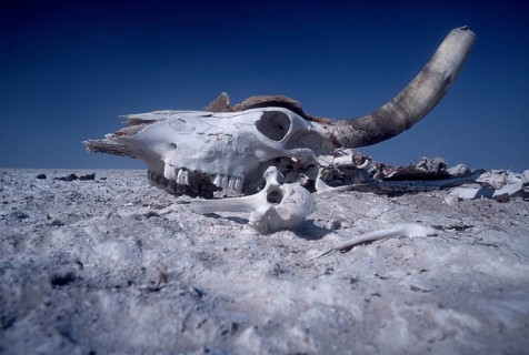 Skull of a dead bovine