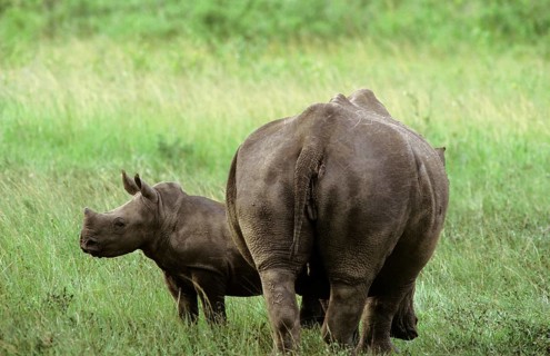 Northern White Rhinoceros or Square-lipped Rhinoceros (Ceratotherium simum)