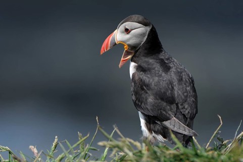Calling Atlantic Puffin (Fratercula arctica)