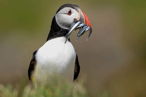 Atlantic Puffin (Fratercula arctica) with fish in its beak