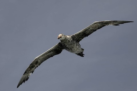 Antarctic Giant Petrel or Giant Fulmar (Macronectes giganteus) in flight