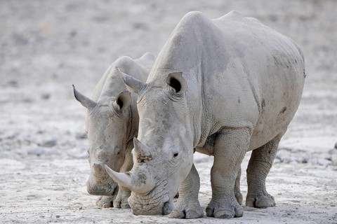 White Rhinos (Ceratotherium simum)