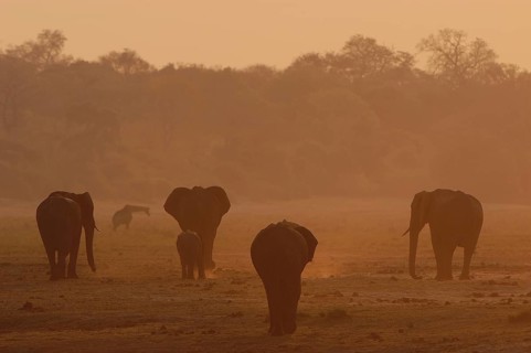 African Bush Elephants (Loxodonta africana)