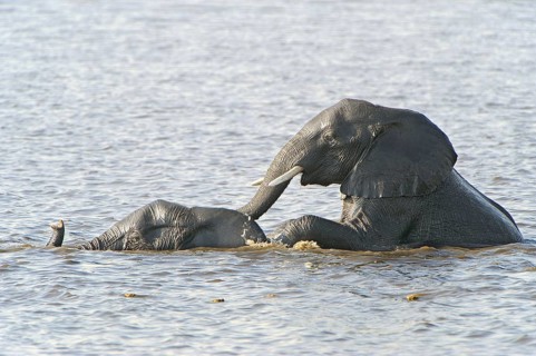 African Bush Elephants (Loxodonta africana) in the water