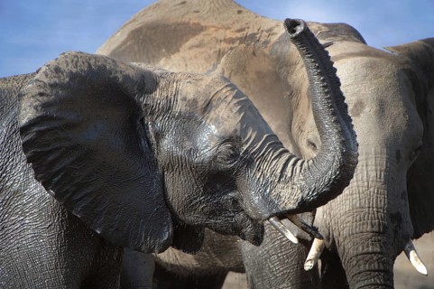 African Bush Elephants (Loxodonta africana)