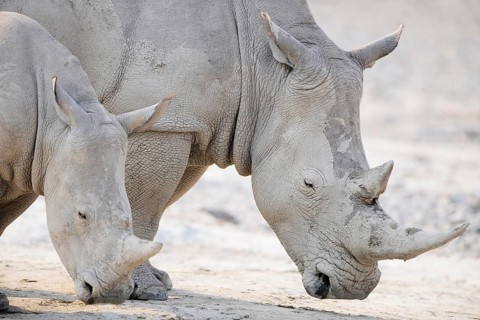 White Rhinos (Ceratotherium simum)