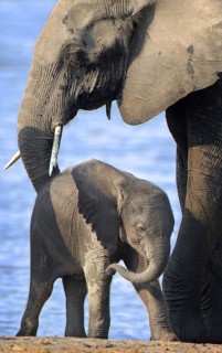 African Bush Elephant (Loxodonta africana) with a calf