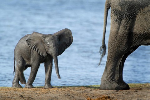 African Bush Elephant (Loxodonta africana)