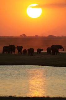 African Bush Elephants (Loxodonta africana) on the water edge at sunset