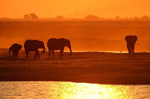 African Bush Elephants (Loxodonta africana) on the water edge at sunset