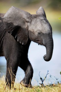 African Bush Elephant (Loxodonta africana)