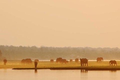 African Bush Elephants (Loxodonta africana) on the water edge