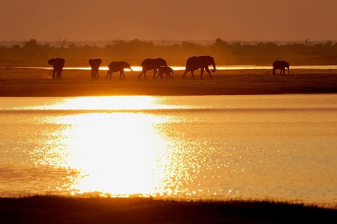 African Bush Elephants (Loxodonta africana) on the water edge at sunset