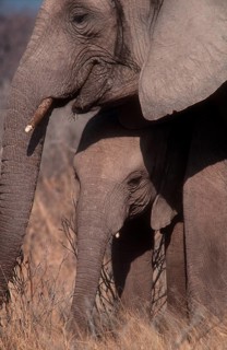 African Bush Elephant (Loxodonta africana) with a calf