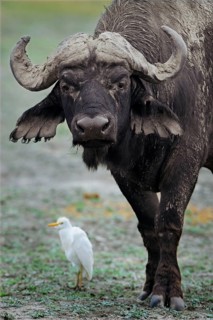 African Buffalo (Syncerus caffer)