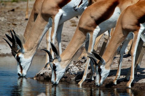 Springboks (Antidorcas marsupialis) drinking from the Nossob River