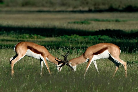 Springboks (Antidorcas marsupialis)