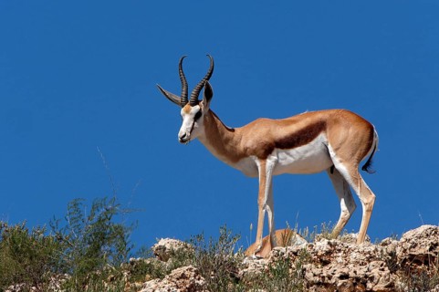 Springbok (Antidorcas marsupialis)