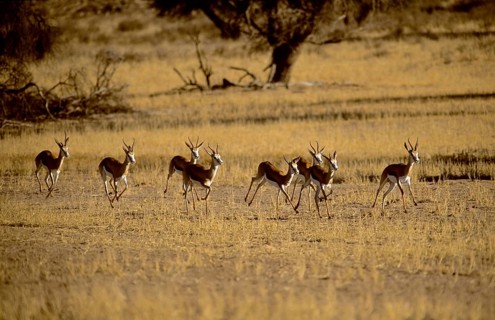Springboks (Antidorcas marsupialis)