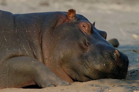 Hippopotamus (Hippopotamus amphibius)
