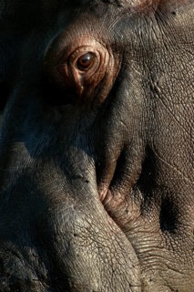 Hippopotamus (Hippopotamus amphibius)