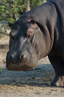 Hippopotamus (Hippopotamus amphibius)