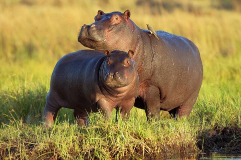 Hippopotamuses (Hippopotamus amphibius)