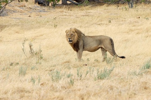 Lion (Panthera leo)